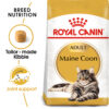 Maine Coon Adult