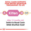 British Shorthair Kitten - Image 5
