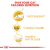 Maine Coon Adult - Image 3