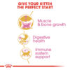 British Shorthair Kitten - Image 3