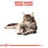 Maine Coon Adult - Image 2