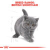 British Shorthair Kitten - Image 4