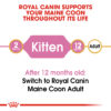 Maine Coon Kitten - Image 5