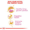 Maine Coon Kitten - Image 3