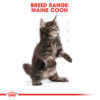 Maine Coon Kitten - Image 4
