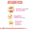 Persian Kitten - Image 4